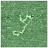 MP-RNA complex after formamid treatment