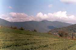 Burevestnik